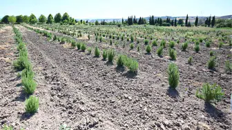 Samsun ormanlarında yetişen şifalı bitkiler köylüye kazandırıyor