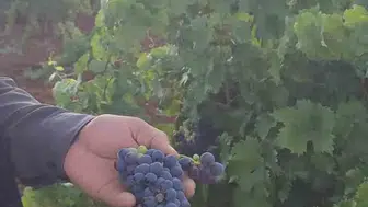 Çermik bağlarında sezonun ilk üzümleri kasalara dolmaya başladı