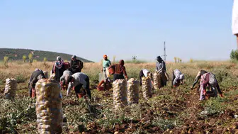 Sandıklı patatesinde yüzleri güldüren fiyat artışı