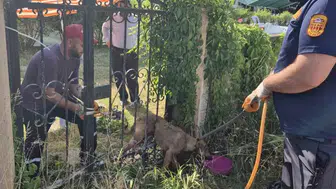 Düzce'de demir parmaklıklarda mahsur kalan köpek kurtarıldı