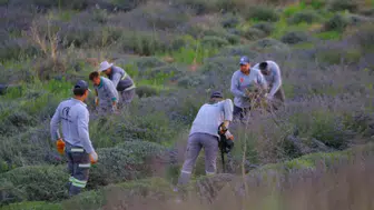 Merkezefendi’de lavanta mevsimi sona erdi