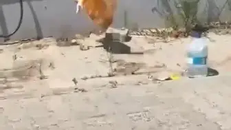 Tekirdağ sokaklarında kedi ve yılanın nefes kesen düellosu