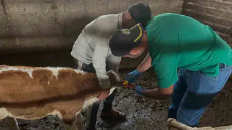 Bayburt'ta hayvancılık için kritik aşama tamamlandı