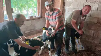 Edirne'de bir inek üçüz buzağı doğurarak besicisini şaşırttı