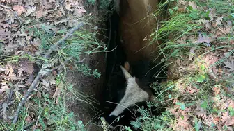 Amasya'da define avcılarının bıraktığı çukur bir boğanın başına iş açtı