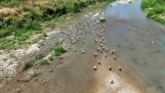 Karabük semalarında leylek şöleni
