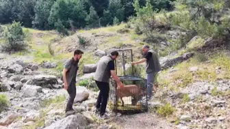 Kahramanmaraşlı ekipler yaralı dağ keçisini tekrar dağlara kavuşturdu
