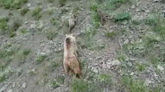 Artvin’de anne ayının yavrularıyla gezintisi havadan görüntülendi