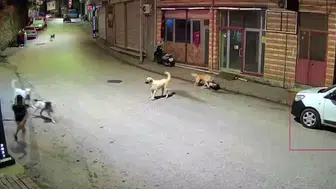 Ordu’da scooter süren çocuğa köpek saldırısı kamerada