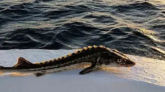 Sinoplu balıkçıdan doğaya büyük vefa örneği