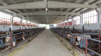 Bingöl’de hayvancılık yatırımlarına devletten 22 milyon liralık dev hibe desteği
