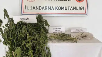 Aydın Efeler'de ev baskını Kenevir tarlasına dönen bahçe