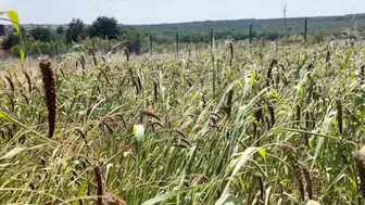 Edirneli üreticiden şaşırtan hamle Muhabbet kuşu yemi denemesi başarı getirdi