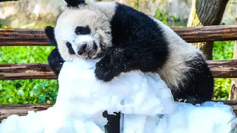 Panda Wang Shu ilk yaşını dev bir pasta ile kutladı