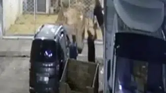 Adana halinde 600 kilo kavun ve karpuz hırsızlığı