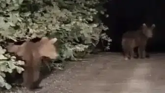 Kastamonu yolunda gece yarısı ayı sürprizi