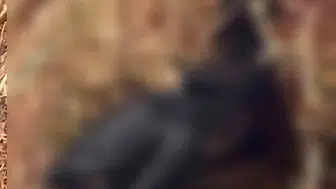 Adıyaman'daki anız yangını bahçeyi küle çevirdi
