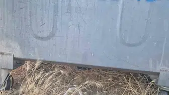 Eskişehir'de bir yavru kedi poşet içinde çöpe terk edildi