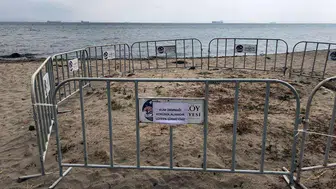 Şarköy sahilinde nadir kum zambakları bulundu