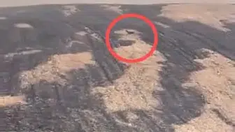 Çanakkale yangınında yaşam mücadelesi veren geyik görüntülendi