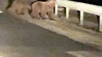 Bursa'da gece yolculuğuna çıkan ayı yavruları şaşırttı