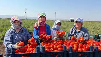 Amik Ovası'nda domates hasadı kavurucu sıcakta başladı