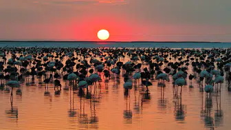 Tuz Gölü'nde flamingo bereketi yaşanıyor