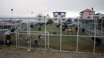 Çine yangınında tahliye edilen hayvanlar halı sahaya sığındı