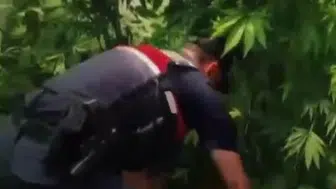 Yalova’da kenevir operasyonu Bahçeden uyuşturucu çıktı