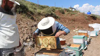 Bingöl dağlarında altın hasadı vakti geldi