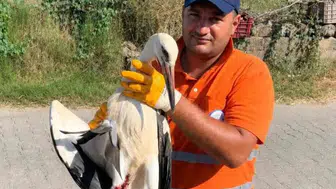 Milas’ta temizlik işçisinden yaralı leyleğe şefkat eli
