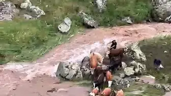 Kars'ta dere taştı inekler mahsur kaldı
