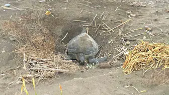Mersin sahillerinde Caretta Caretta bereketi yaşanıyor
