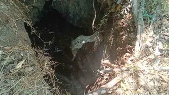 Eskişehir’de definecilerin açtığı çukura düşen dana kurtarıldı
