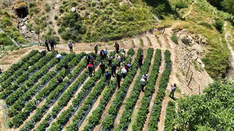 Siirt Şirvan'da çilek bereketi kadınların eliyle büyüyor
