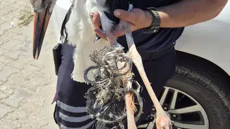 Dinar’da leylek yuvasında can pazarı
