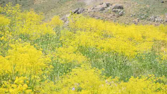 Kato Dağı eteklerinde bahar renkleri coştu