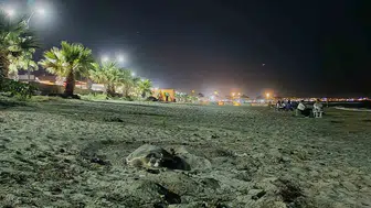 Kuşadası sahillerinde yeni komşularımız var