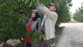 Yozgat'ın kirazları dünyaya açıldı