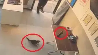Kayseri'de ofise giren kargayı kedi avından görevli kurtardı