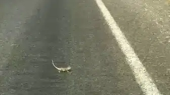Kahramanmaraş yolunda bukalemun trafiği durdurdu