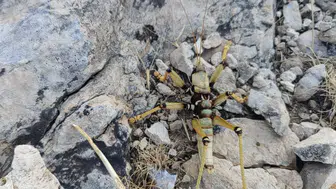 Adıyaman kırsalında görülen dev çekirge görenleri hayrete düşürdü