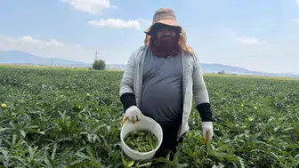 Osmaniye bamyası tezgaha indi