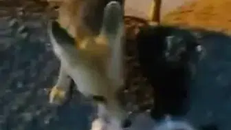 Elazığ’da bir vatandaş tilkiyi ikna ederek besledi