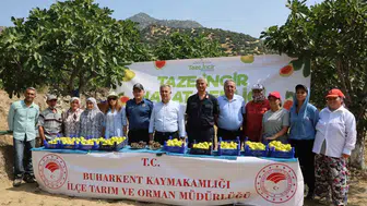 Buharkent inciri tezgaha iniyor