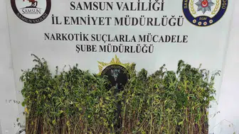 Bafra'da kenevir operasyonu 50 yaşındaki şüpheliye adli işlem
