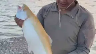 Keban Barajı'nda oltaya takılan sıra dışı sarı balık
