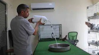 Diyarbakırda güvercinlere lüks otel konforu