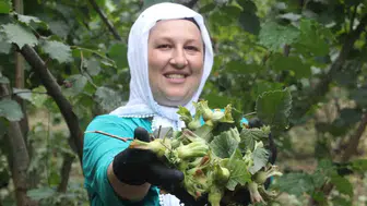 Ordu’da fındık mesaisi başladı ama üreticinin yüzü gülmüyor