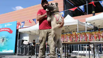 Sivas'ta Kangal köpekleri güzellik için podyuma çıktı